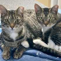 Thumbnail photo of Romeo #1