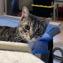 Thumbnail photo of Romeo #2