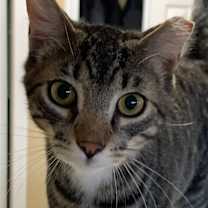 Thumbnail photo of Romeo #3