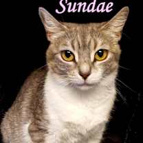 Thumbnail photo of Sundae #2
