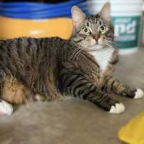 Thumbnail photo of Nico #1