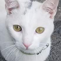 Thumbnail photo of Gus #1