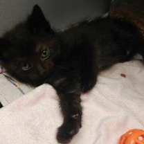 Thumbnail photo of Zella #1