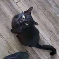 Thumbnail photo of Louie #2