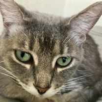 Thumbnail photo of Chloe Berlin #1