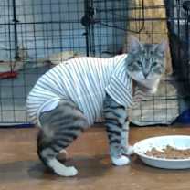 Thumbnail photo of Monkey....Special Needs #2