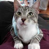 Thumbnail photo of Monkey....Special Needs #3