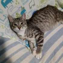 Thumbnail photo of Monkey....Special Needs #4