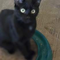 Thumbnail photo of BINX #1