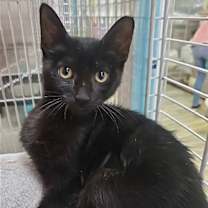 Thumbnail photo of Silvio #1