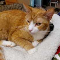 Thumbnail photo of Vanna White #1