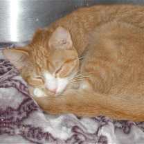 Thumbnail photo of Vanna White #2