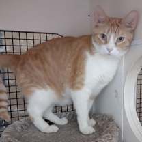 Thumbnail photo of Larry #3