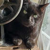 Thumbnail photo of Cobi #1
