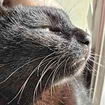 Thumbnail photo of Cobi #3