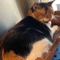 Thumbnail photo of Callie #2