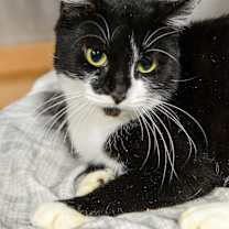 Thumbnail photo of Allie #4