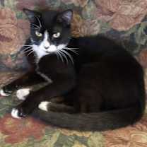 Thumbnail photo of Katinic #3