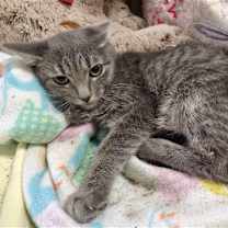 Thumbnail photo of Silver #3