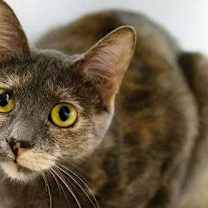 Thumbnail photo of Penelope #1