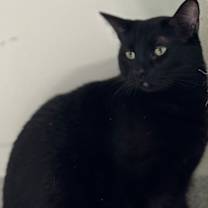 Thumbnail photo of Dashi #1