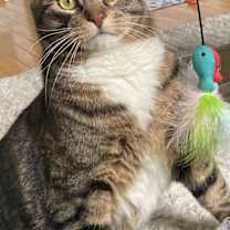 Thumbnail photo of Nico #2