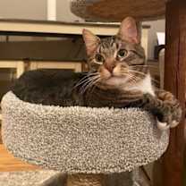 Thumbnail photo of Nico #4