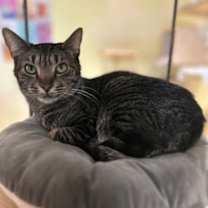 Thumbnail photo of Chicklet #1