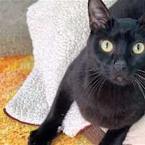 Thumbnail photo of Bear #2