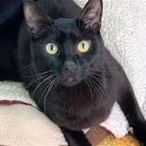 Thumbnail photo of Teddy III #3