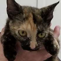 Thumbnail photo of SPOOKY #2