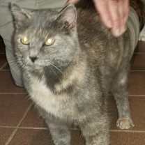 Thumbnail photo of ZEBELLA #1