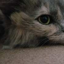 Thumbnail photo of ZILLI #1