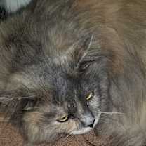 Thumbnail photo of ZILLI #2