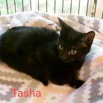 Thumbnail photo of Tasha #1