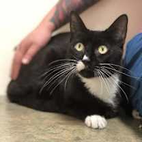 Thumbnail photo of Charlie Chaplin #1