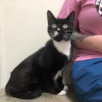 Thumbnail photo of Charlie Chaplin #2