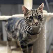 Thumbnail photo of C170 litter Emerald #3