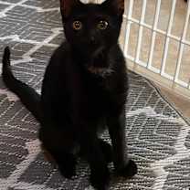 Thumbnail photo of Onyx #1