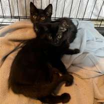 Thumbnail photo of Onyx #2