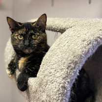 Thumbnail photo of Ruby #2