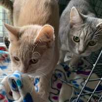 Thumbnail photo of Liberty #4