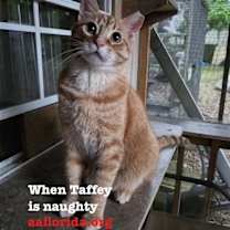 Thumbnail photo of Taffey #1