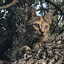 Thumbnail photo of Sugar #1