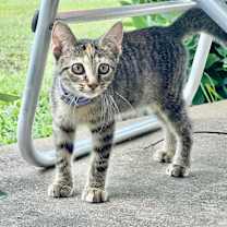 Thumbnail photo of Sugar #3