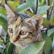 Thumbnail photo of Sugar #4