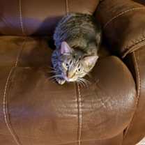 Thumbnail photo of Mocha #1