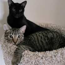 Thumbnail photo of Mocha #2