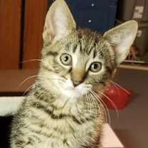 Thumbnail photo of Mocha #3