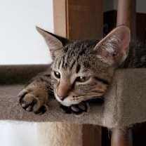 Thumbnail photo of Mocha #4
